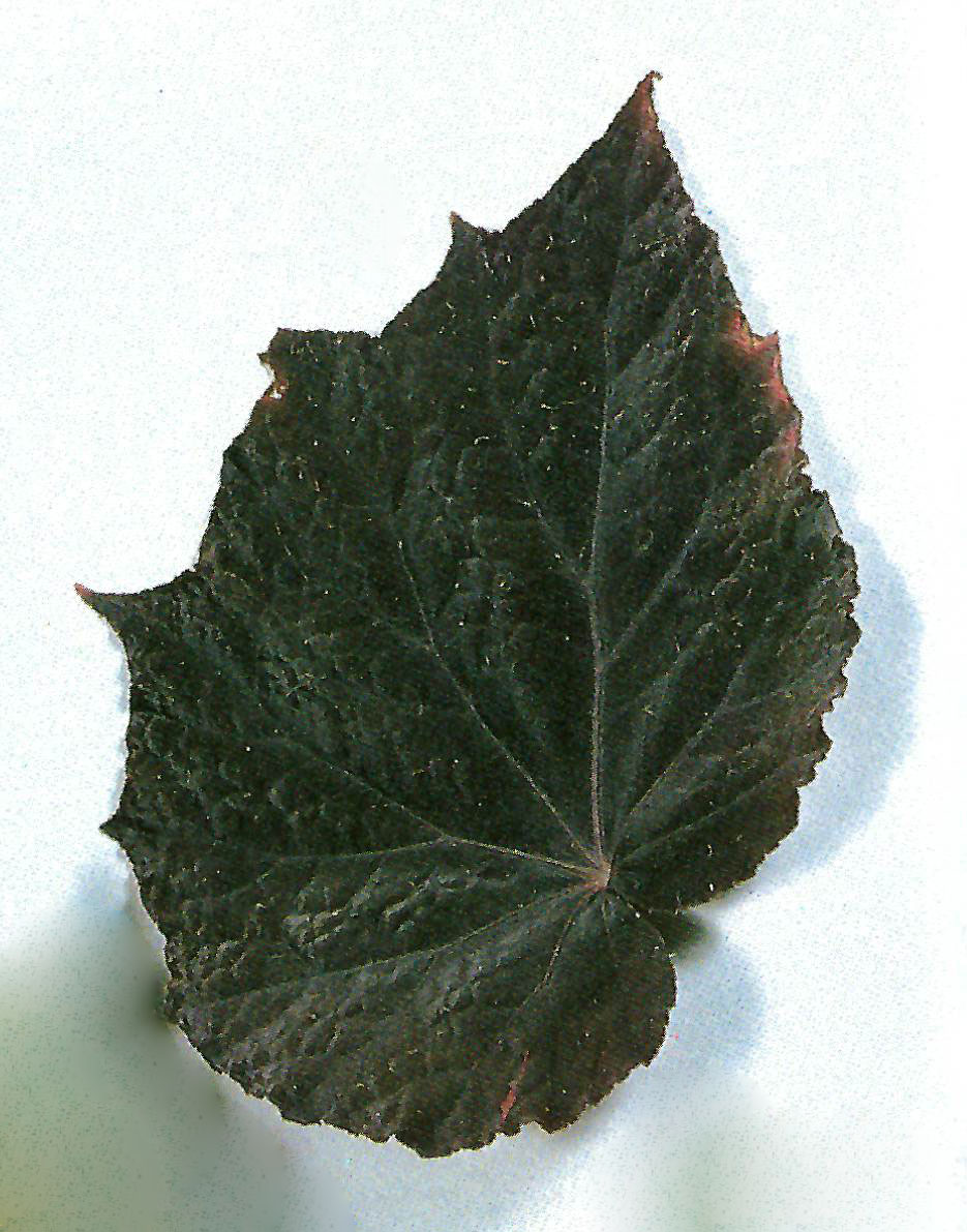 B. ‘Scarlet O'Hara’